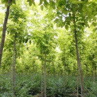 供應(yīng)金葉復(fù)葉槭米徑1-10CM