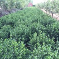 供應(yīng)山東冬青苗球，北海道黃楊，大葉黃楊球苗