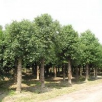 3米切桿香樟樹,3米殺頭香樟樹 裸根香樟樹移栽