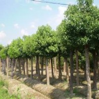 供應(yīng)移栽截桿香樟樹(shù)，湖南截桿香樟樹(shù)基地供