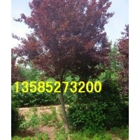 紫葉李價(jià)格報(bào)價(jià)、江蘇產(chǎn)地紫葉李價(jià)格報(bào)價(jià)圖片