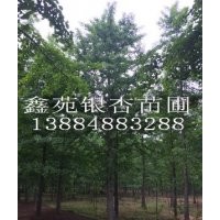 銀杏樹價格到底怎么了