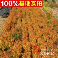 j基地常年隊(duì)伍批發(fā) 金焰繡線菊