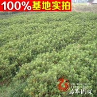 出售優(yōu)質(zhì)杜鵑【毛鵑】春鵑 紫鵑