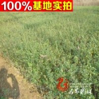 供應(yīng)【水臘苗】金葉水蠟 紫葉水蠟