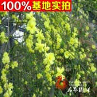 蘇北基地供應(yīng)垂吊花卉批發(fā)迎春小苗