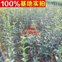 基地常年供應(yīng) 【甜茶】 生源海棠