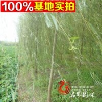 低價處理柳樹 垂柳 【青皮垂柳】