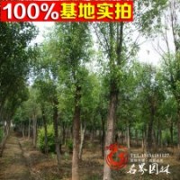 大量批發(fā)各種規(guī)格 香樟 價(jià)格低