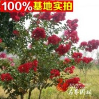 出售多品種紫薇【紅火箭紫薇】