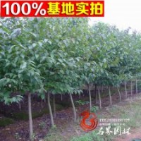 供應(yīng)杜仲、銷售杜仲、河北杜仲