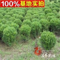 工程用小葉黃楊苗 （瓜子黃楊球）