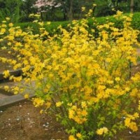 棣棠 猬實 劍麻 月季 貼梗海棠 胡枝子 紫穗槐