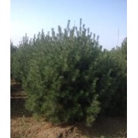 供應(yīng)2米2.5米3米4米白皮松