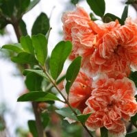 瑪瑙石榴 石榴小苗 彩葉苗綠化苗