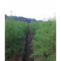 5000株杉樹(shù)低價(jià)發(fā)售，另有胸徑20cm以上香樟發(fā)售