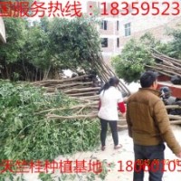 天竺桂 最新福建天竺桂 最新福建天竺桂價格 福建天竺桂供應商