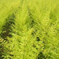 供應(yīng)金葉榆 優(yōu)質(zhì)金葉榆大量低價供應(yīng)