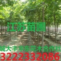 紫薇，紫薇樹，江蘇紫薇樹