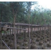 廣東串錢(qián)柳-云南串錢(qián)柳-貴州串錢(qián)柳-四川串錢(qián)柳-廣西串錢(qián)柳-湖南