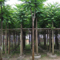 廣東麻楝-云南麻楝-四川麻楝-貴州麻楝-廣西麻楝-湖南麻楝