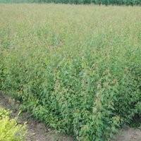 2015年三角楓最新價格