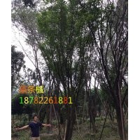 茶條槭基地直供叢生茶條槭/獨干茶條槭/大規(guī)格茶條槭