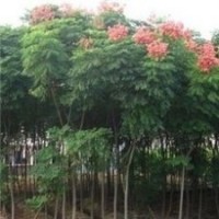 自產(chǎn)自銷10公分欒樹價(jià)格供應(yīng) 15公分欒樹價(jià)格