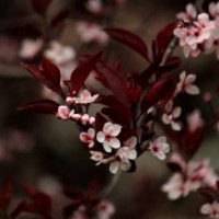 河北2015年紅葉碧桃價格