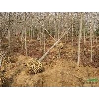 今年10公分12公分15公分楓香價格 江蘇楓香產(chǎn)地