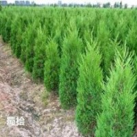 自產(chǎn)自銷1.8米2米2.3米蜀檜價格 江蘇蜀檜基地