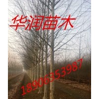 北京6公分垂柳價格/8公分垂柳價格/10公分垂柳價格