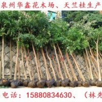 天竺桂低價(jià)供應(yīng)