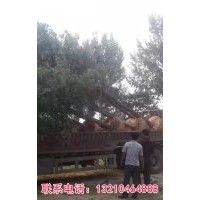 國槐 白蠟 法桐 毛白楊