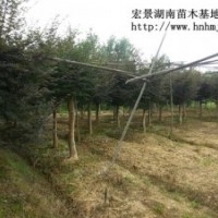 冠幅嫁接紅楓-湖南紅楓-瀏陽紅楓特價(jià)銷售