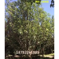 成都供應(yīng)八棱海棠12-25公分