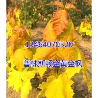 普林斯頓黃金楓、普林斯頓黃金楓小苗、普林斯頓黃金楓接穗