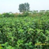 出售各種綠化苗、花灌木