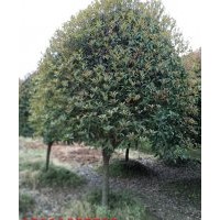 移栽魚(yú)鱗木樁 移栽楊梅樹(shù) 移栽石楠 羅漢松 多桿赤楠樹(shù)