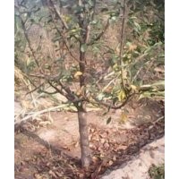 規(guī)格核桃樹 山楂樹 桃樹 柿子樹 山核桃樹 蘋果樹