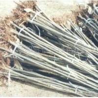 山西107-108速生楊苗木基地