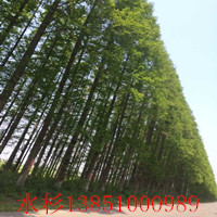 鹽城水杉樹 鹽城水杉樹基地