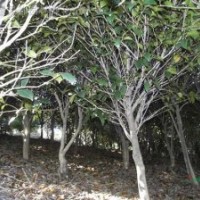 茶花 紅色 粉紅