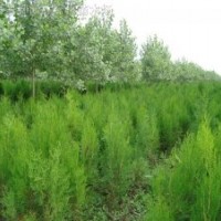 側(cè)柏 側(cè)柏小苗 側(cè)伯容器苗