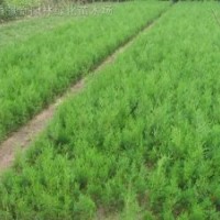 龍柏、爬地柏、側(cè)柏、塔柏、扶芳藤、花柏球