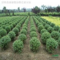 球類植物-常綠小葉女貞球，小葉女貞苗，紅葉女貞球凈球，毛球