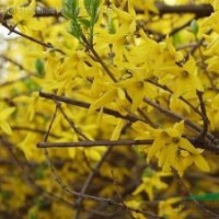 紅葉女貞、水臘、薔薇、迎春、連翹、金絲桃、海桐、石榴