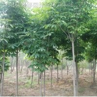 紅花七葉樹,白花七葉樹