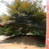 美國紅楓 日本紅楓 青楓 紅楓小苗 青楓小苗