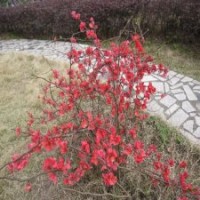 貼梗海棠P50-80-100